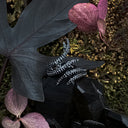 The Dark Fae Ring