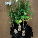 The Witch's Garden Botanical Necklace
